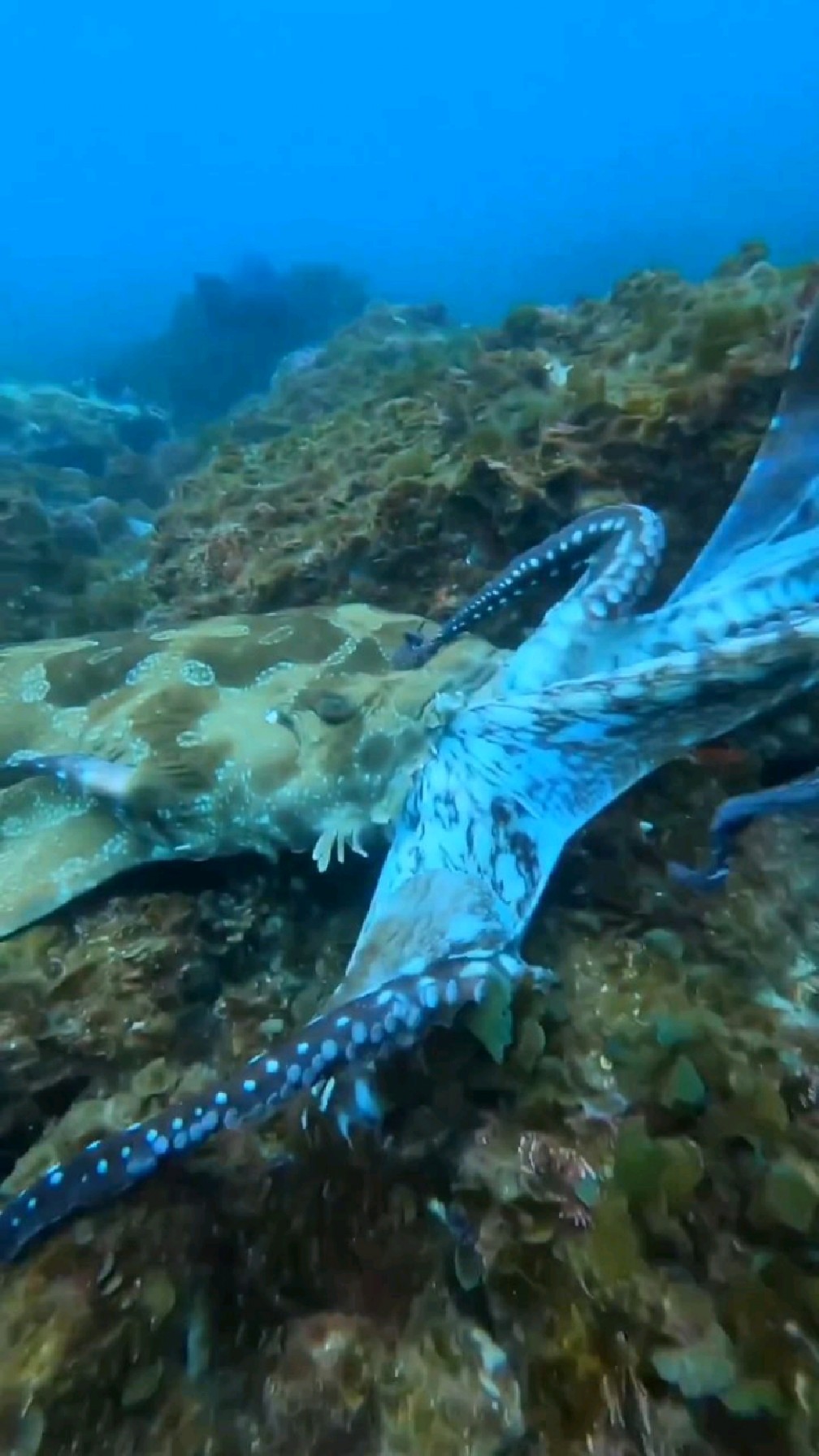 鲨鱼和章鱼大战,难分高下