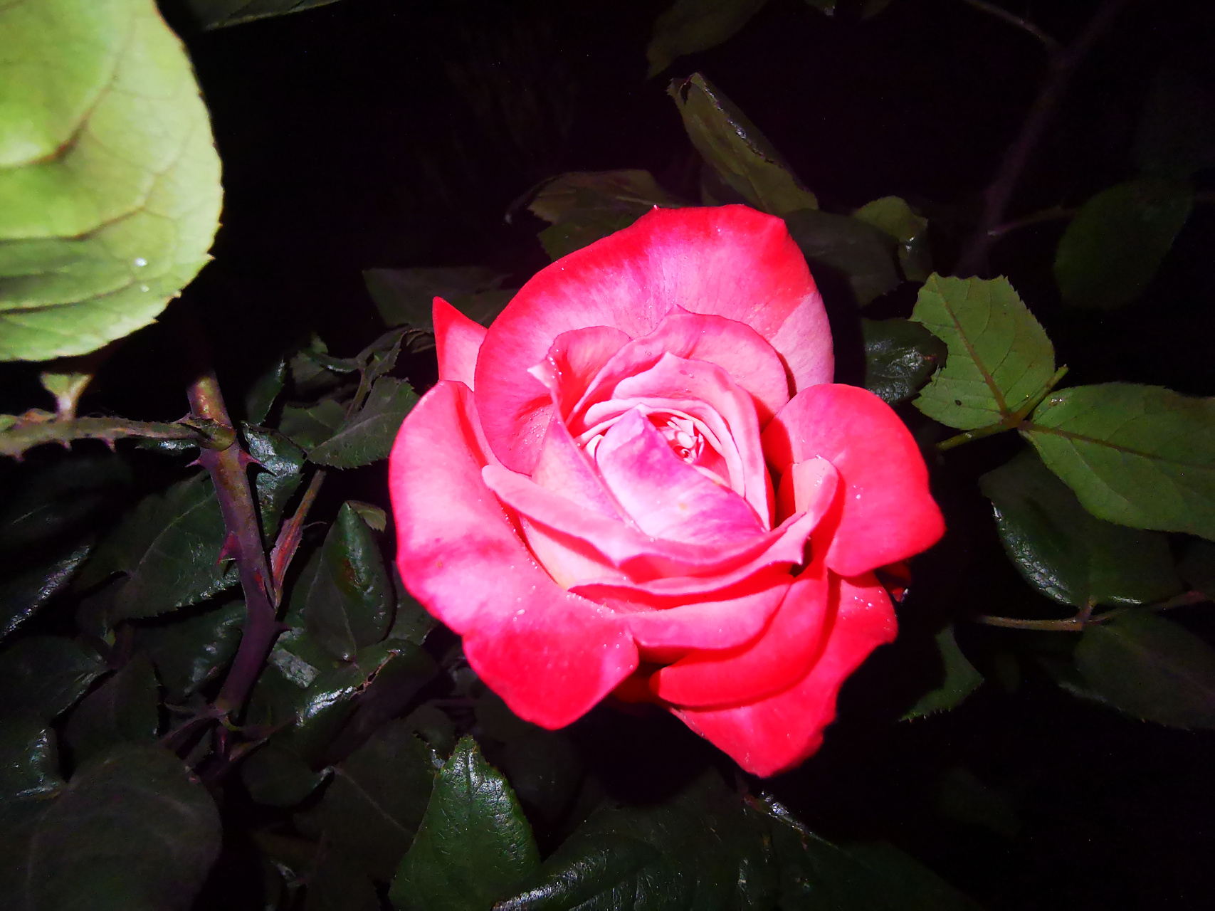 【经典大花月季之丹顶】 丹顶月季,1986年日本培育,杂交茶香月季(ht)