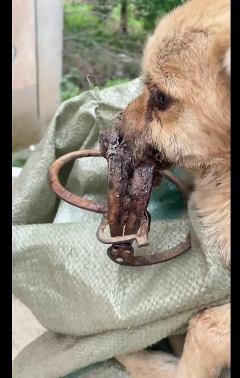 狗叼着房东的鞋子玩,他就用捕兽夹夹住了它的嘴,2个星期没人救 养过