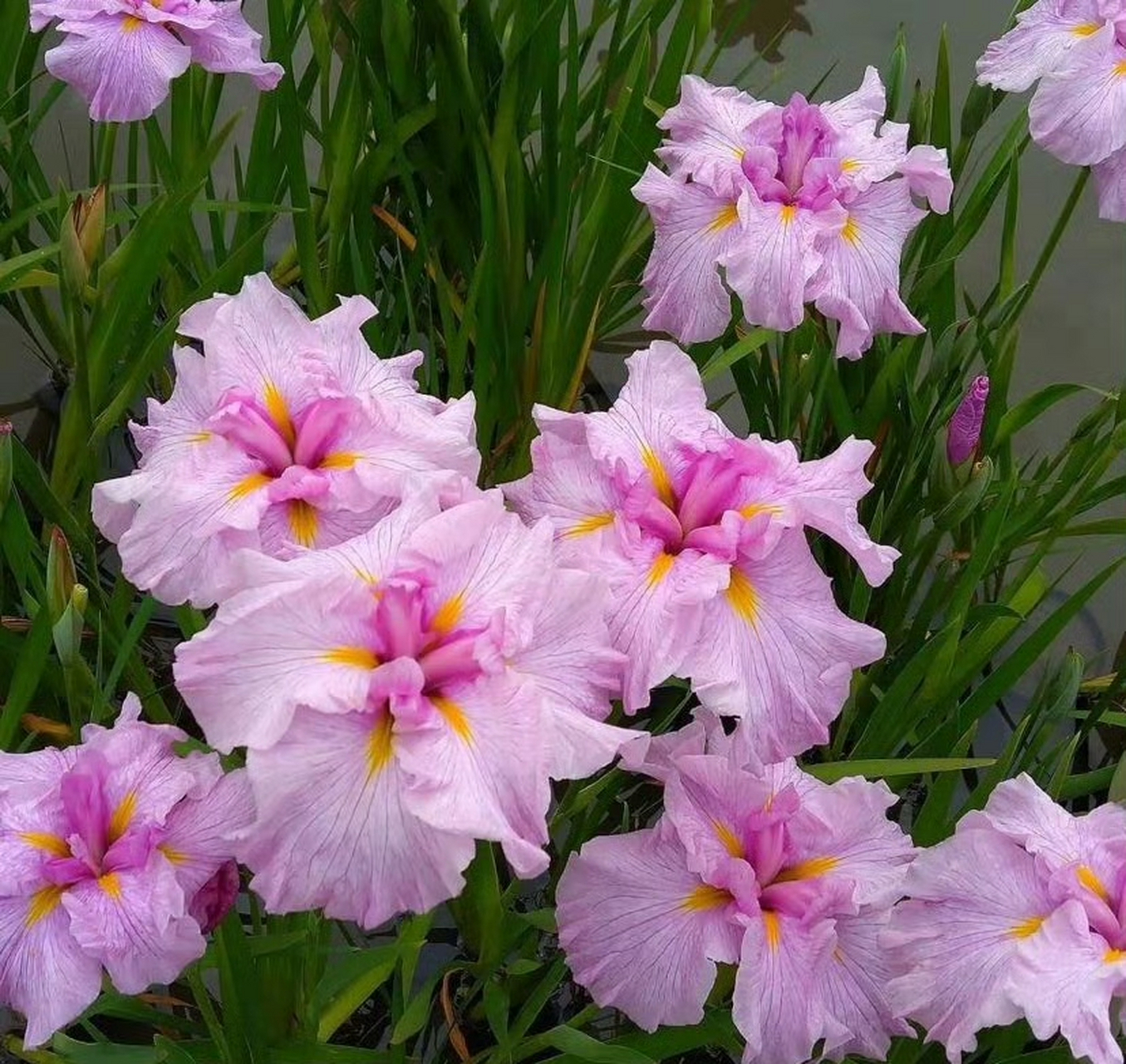 花菖蒲指隶属于鸢尾科鸢尾属的玉蝉花(risensara thunb.