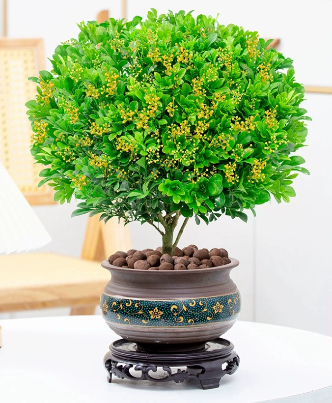 米兰花盆栽的养殖方法与美丽绽放