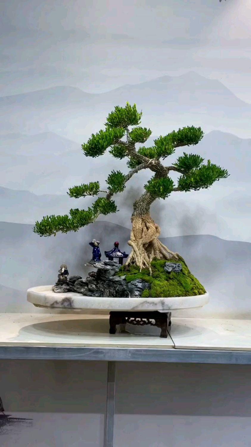 水旱雀舌黄杨盆景