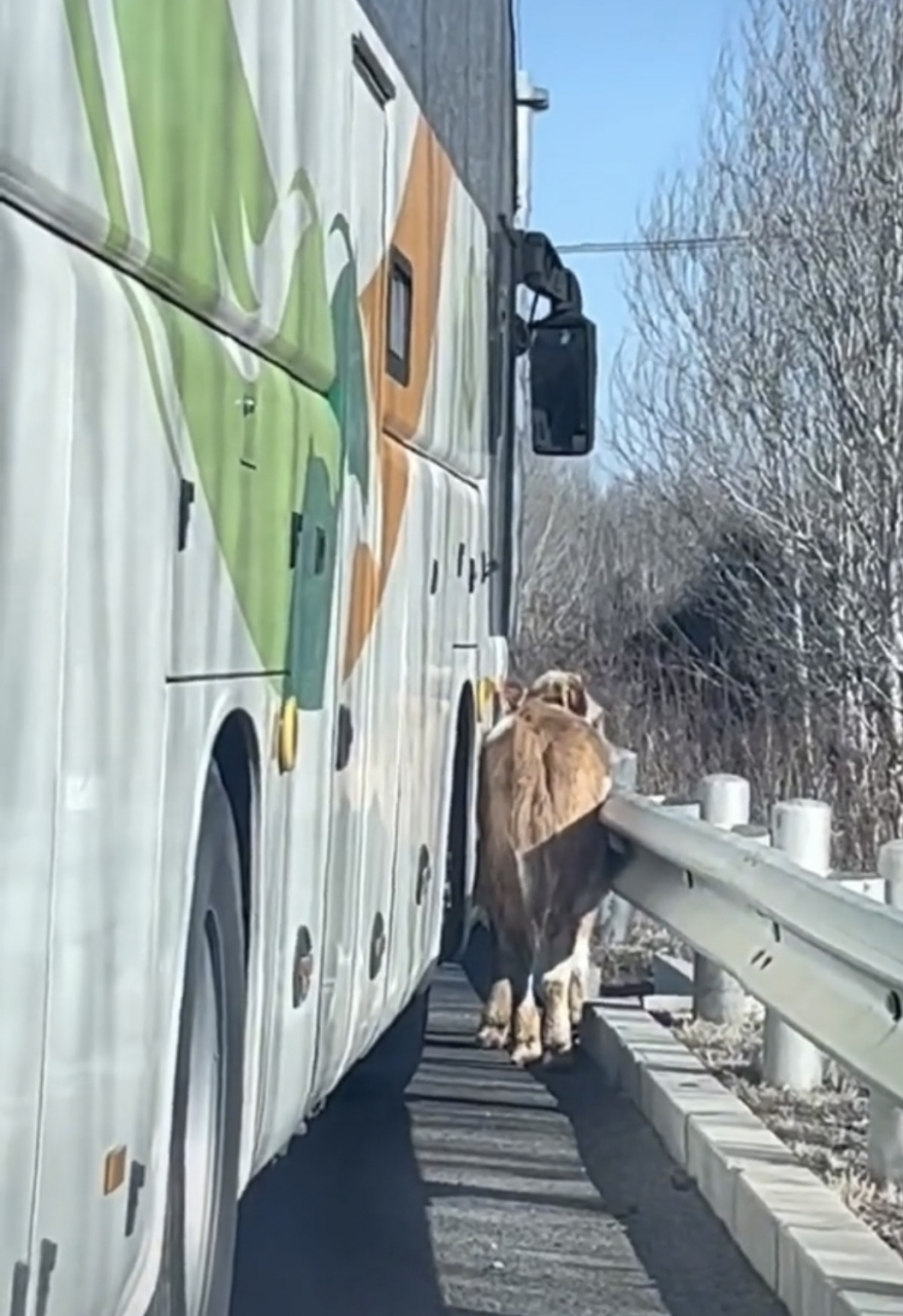 钻牛角尖儿,大概就是这个意思吧!