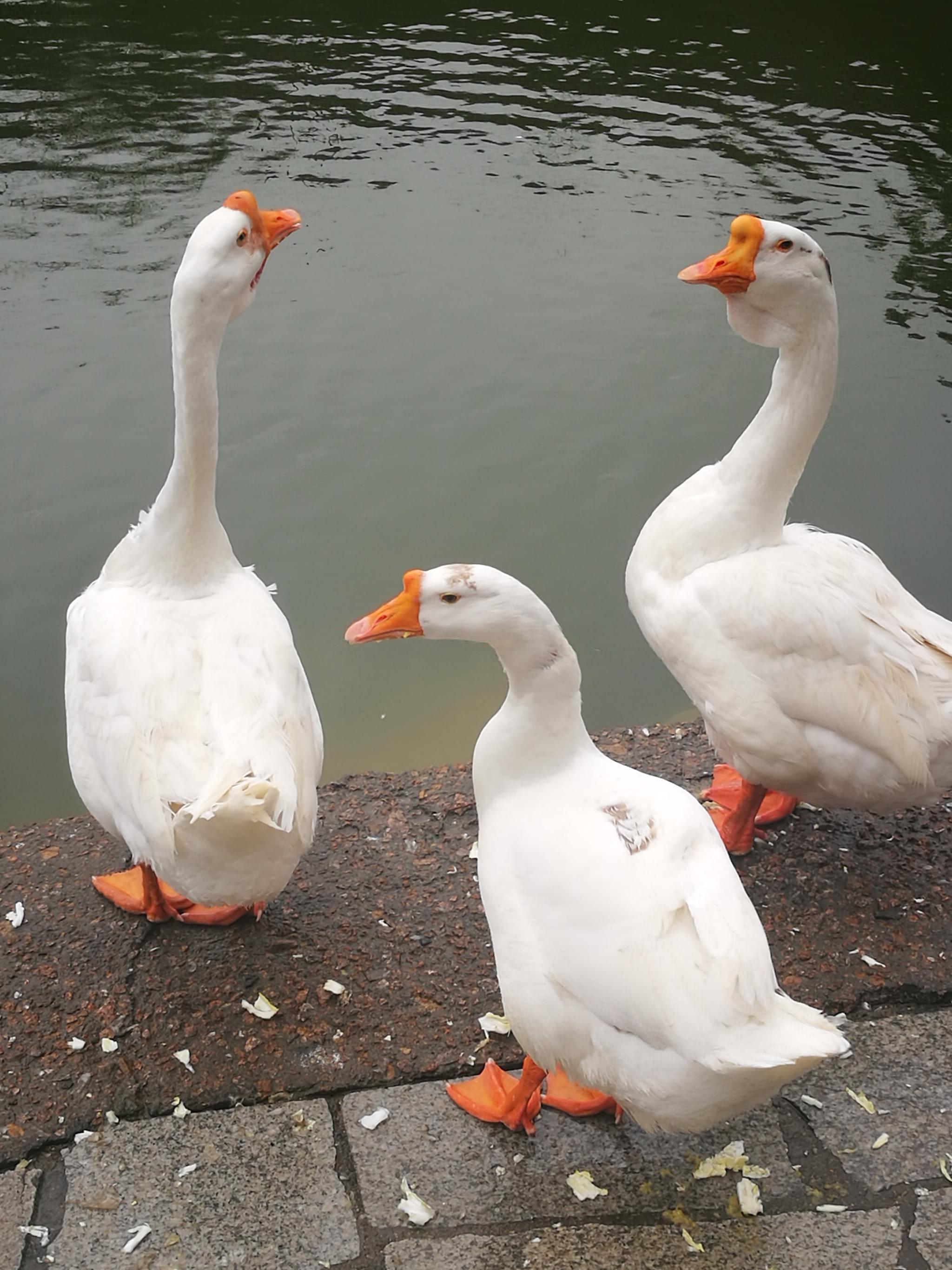 大鹅与乌鸦的战争