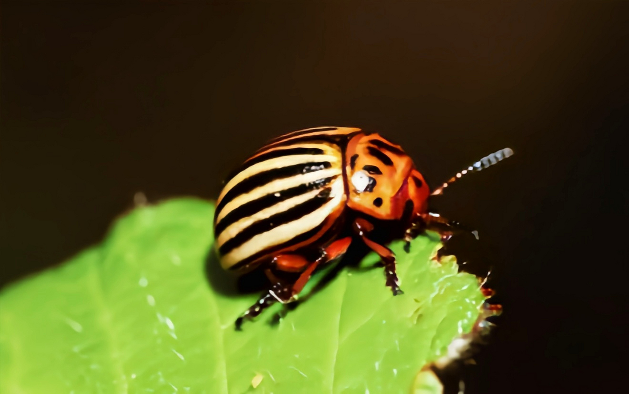 每天认识一种昆虫——马铃薯甲虫 马铃薯甲虫别名蔬菜花斑虫,原产于北