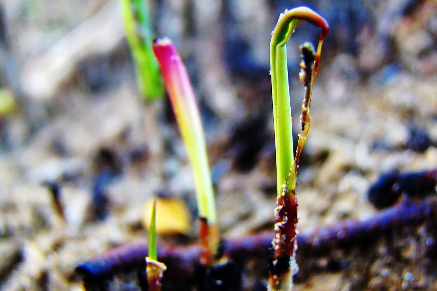 宝藏作者(尾鱼)作品合集