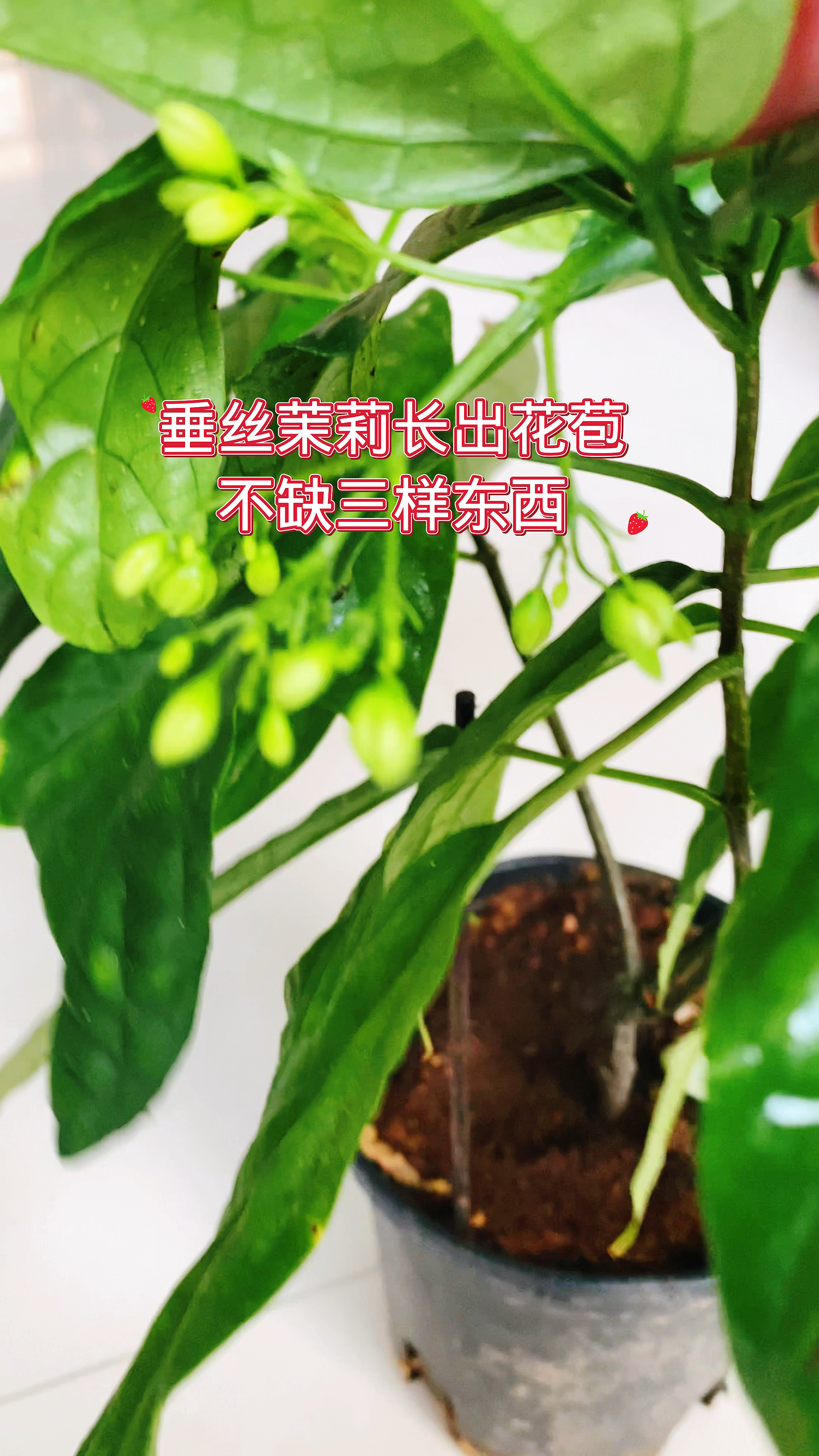 垂丝茉莉发芽图片