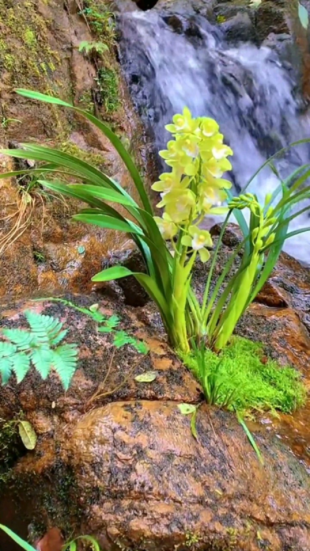 上山摘野菜,小溪旁遇到散发淡淡清香的兰花