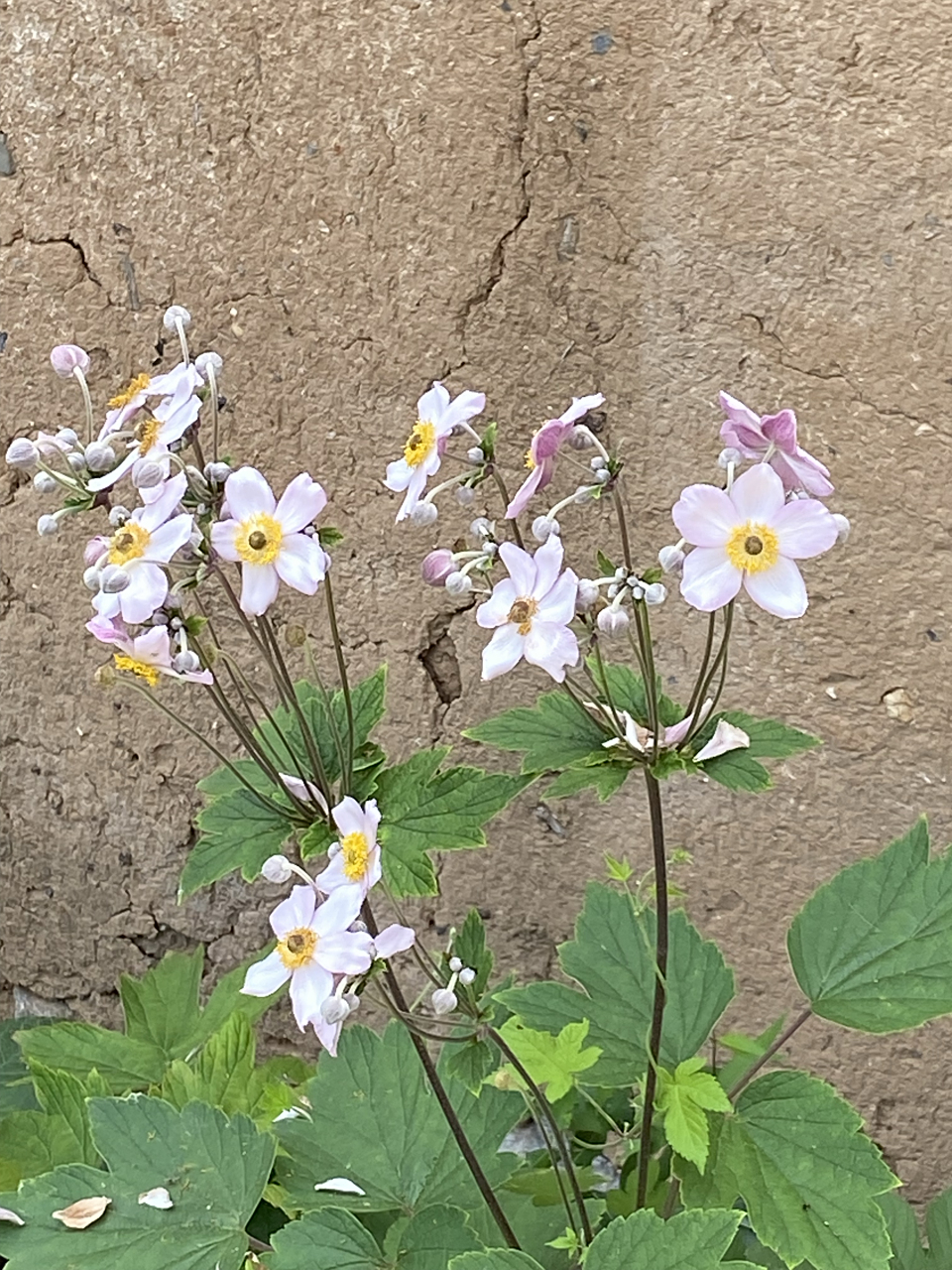 大火草,野棉花,打破碗花?不就是一种花吗?