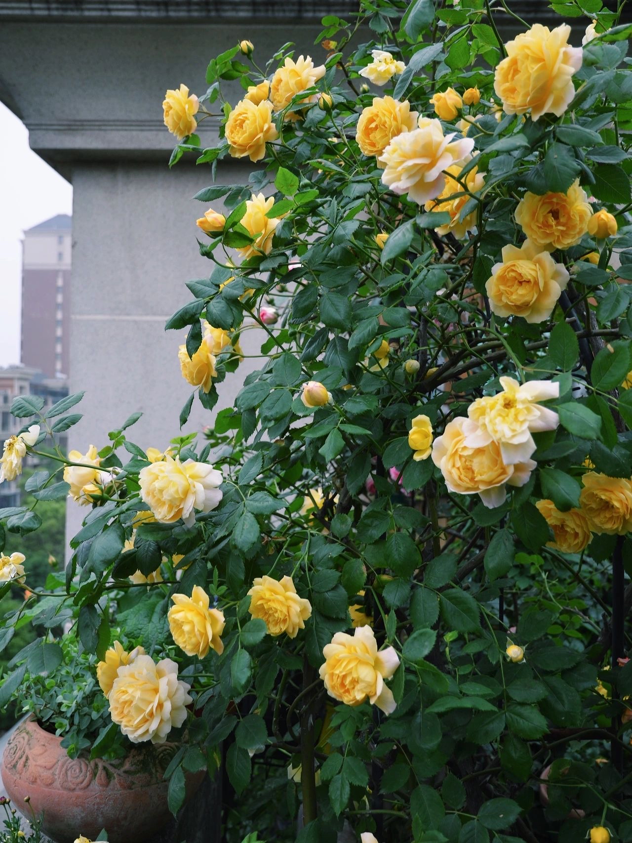 冬季耐寒花草大集合