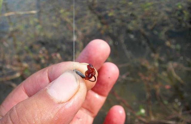 红虫钓鱼容易得"红虫病",还会污染河水?你真的了解红虫吗?