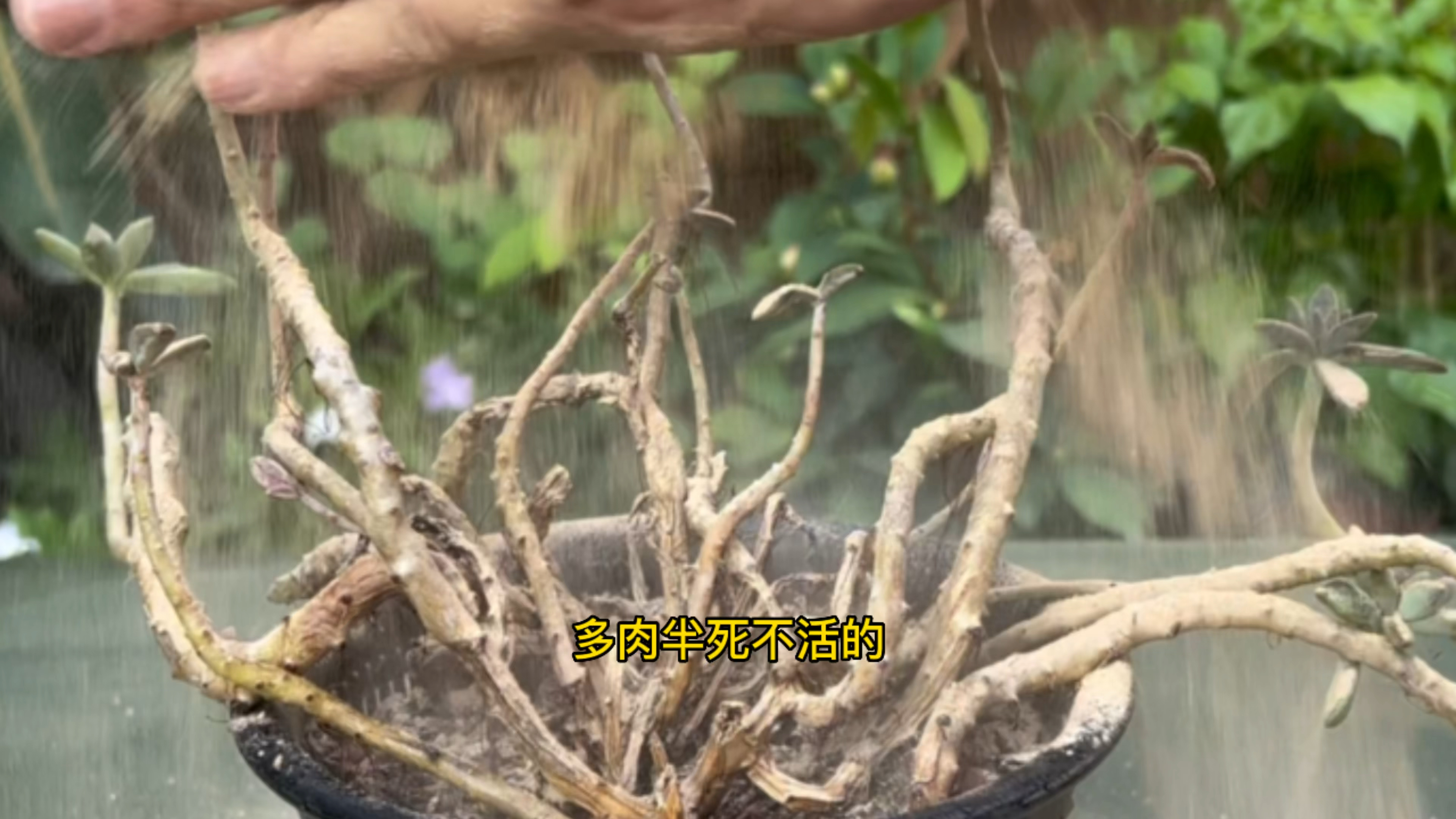 多肉半死不活,你就喷这种水