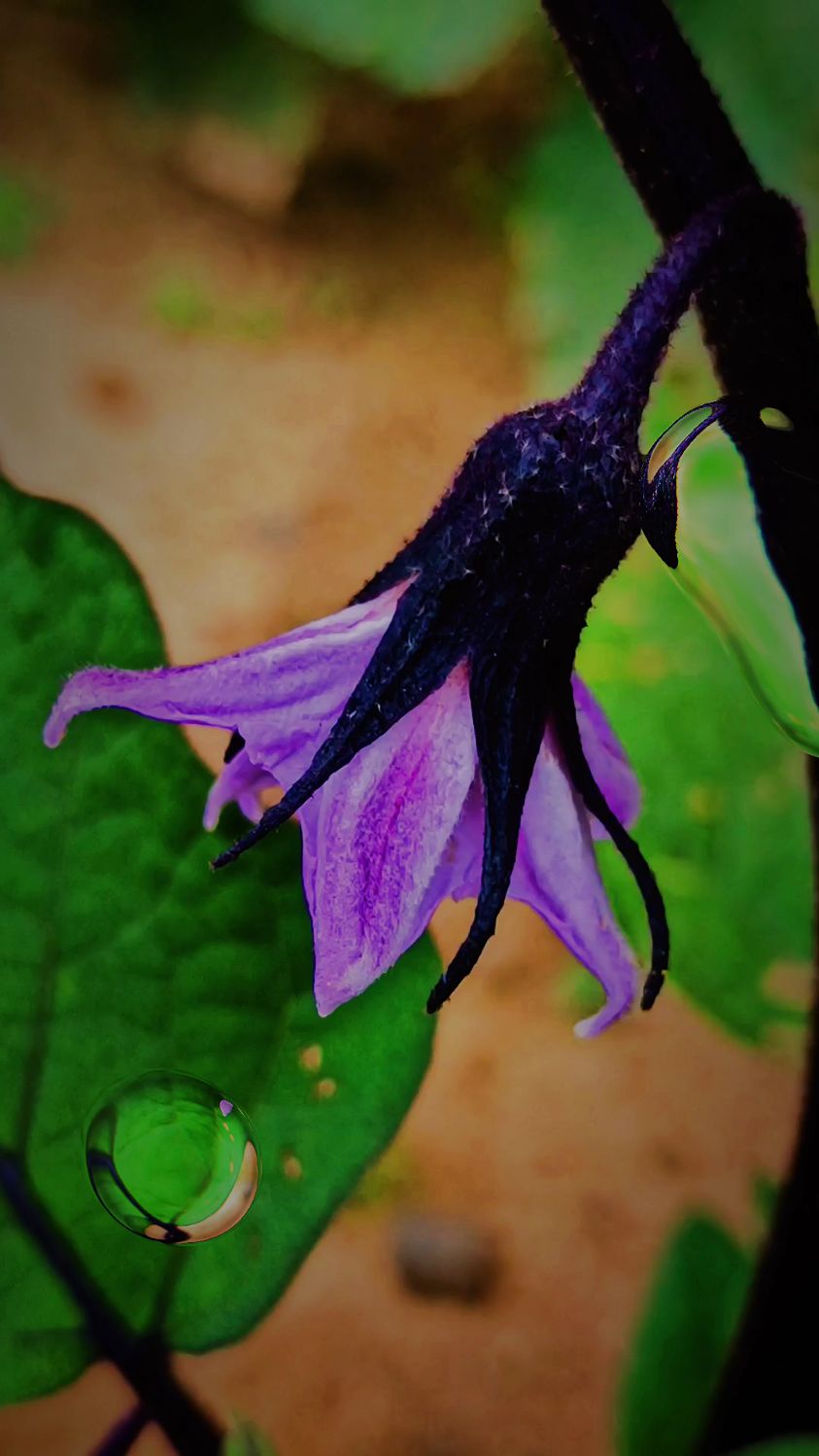 这是茄子花好看不?