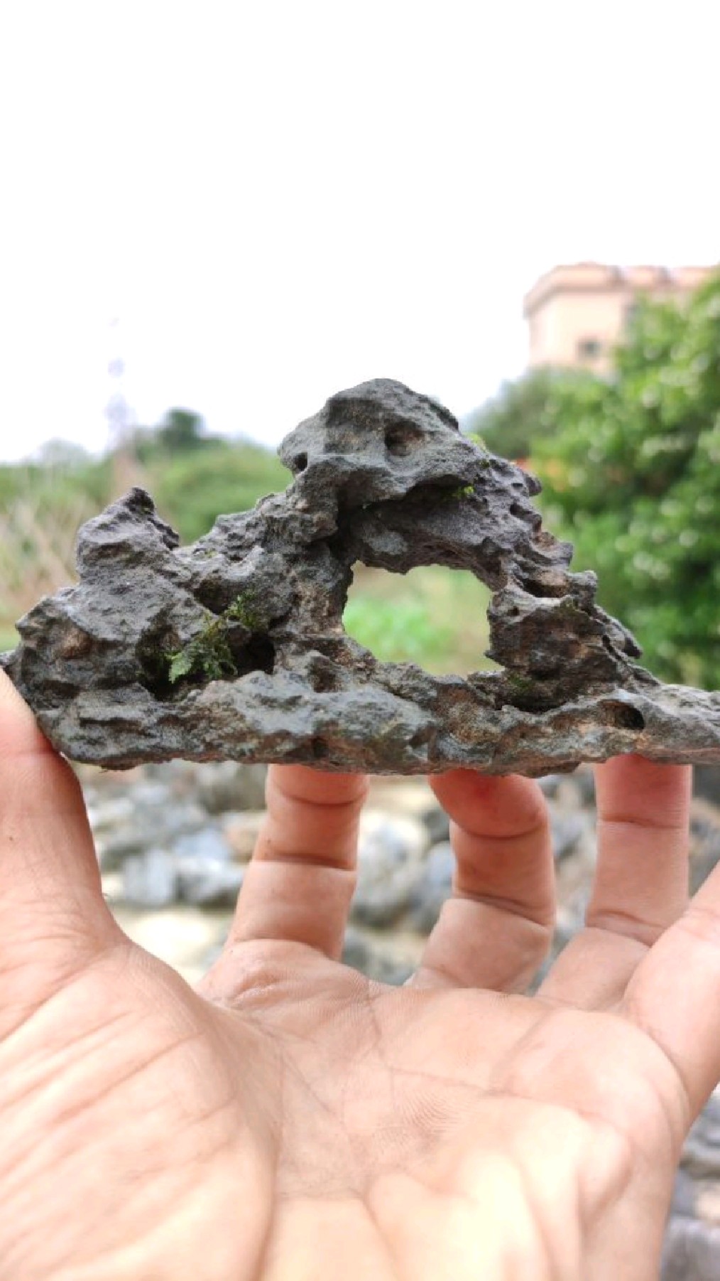 小英石大孔洞,一眼看尽美石景