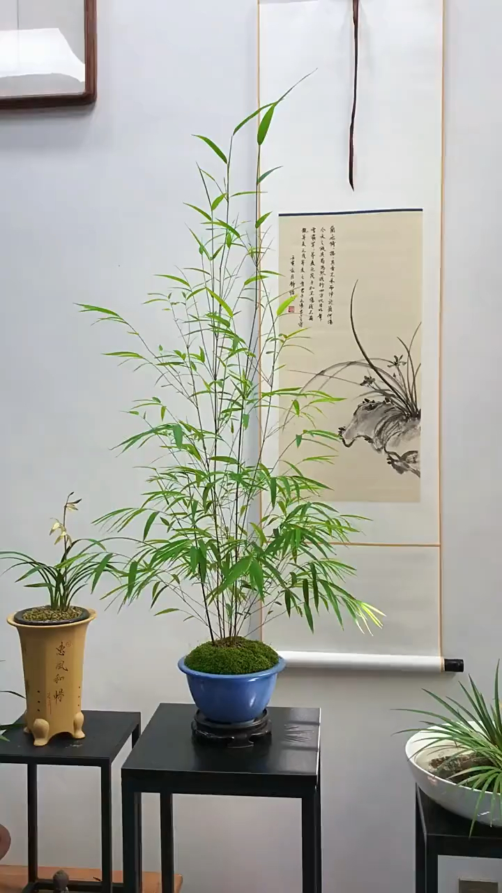 灵动飘逸的内门竹,空灵之美,你们心动了吗