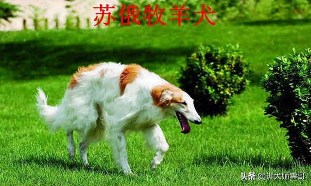 牧羊犬