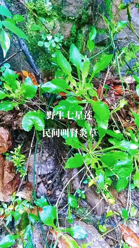 野生七星莲,民间叫肾炎草,网友家乡有生长吗?-度小视