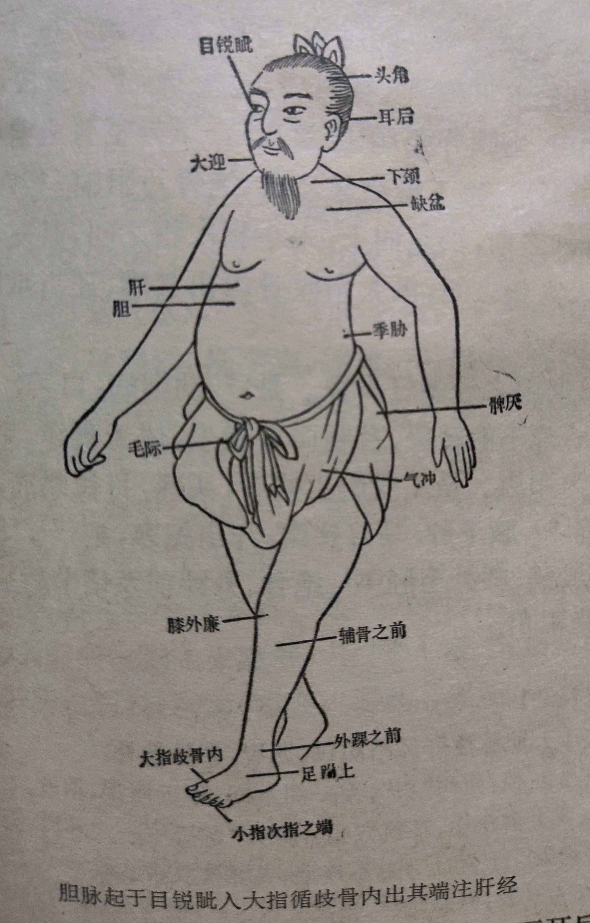 肝胆经位置图片