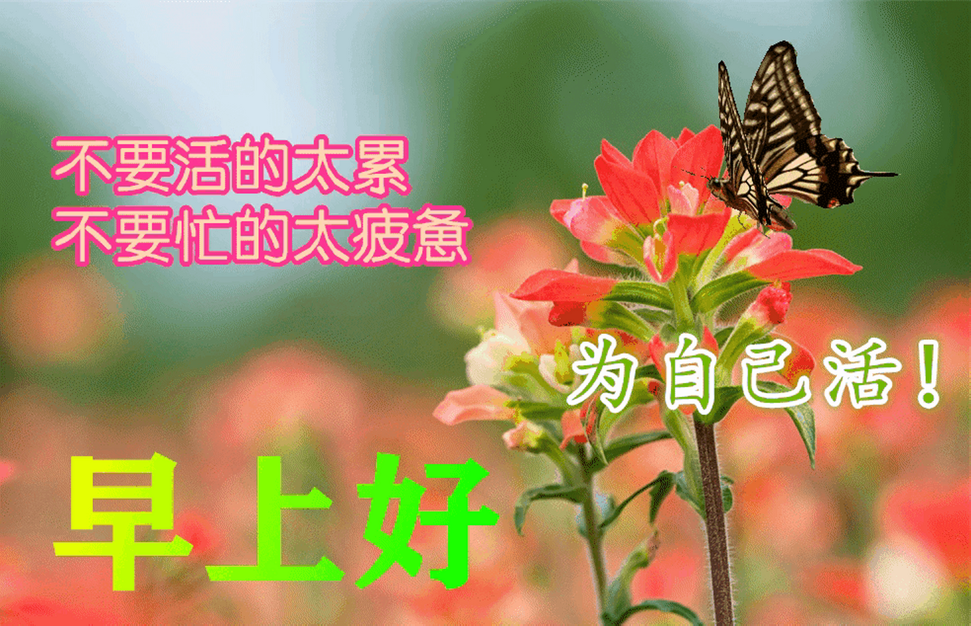 8月16日早安周三愉快,早安问候祝福图片|时时好运气 ,日日好福气,日日