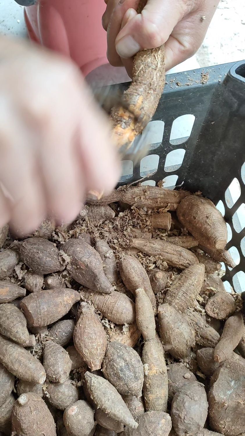 深山挖回来的小黑牛非常漂亮