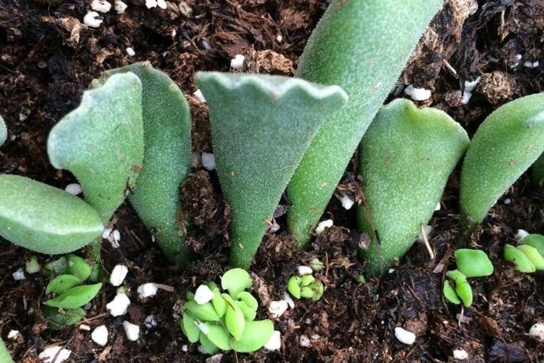 多肉神想曲,虽然花名很唯美!但是混在水泡家族里像个灰姑娘