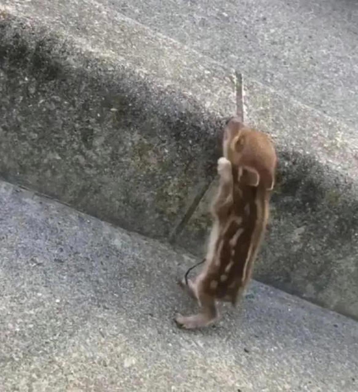 发现一枚野生小佩奇!能拿回家养吗?