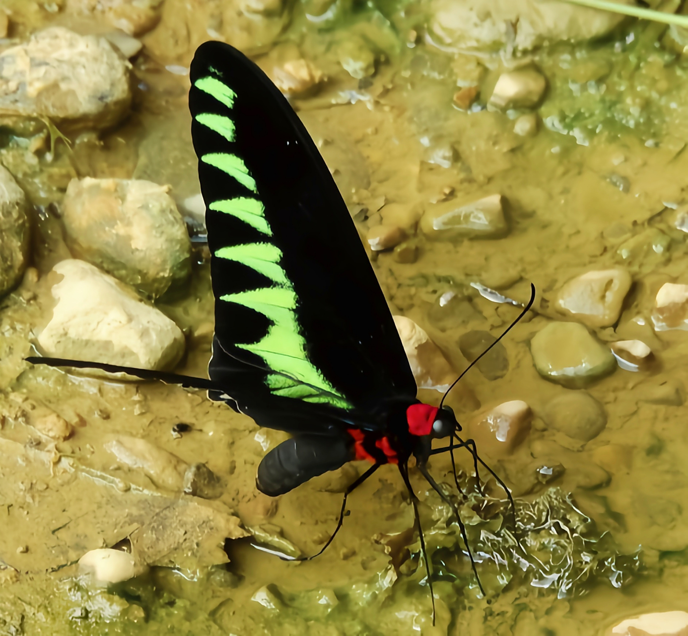 每天认识一种昆虫——咬鹃翠叶红颈凤蝶 咬鹃翠叶红颈凤蝶是凤蝶科