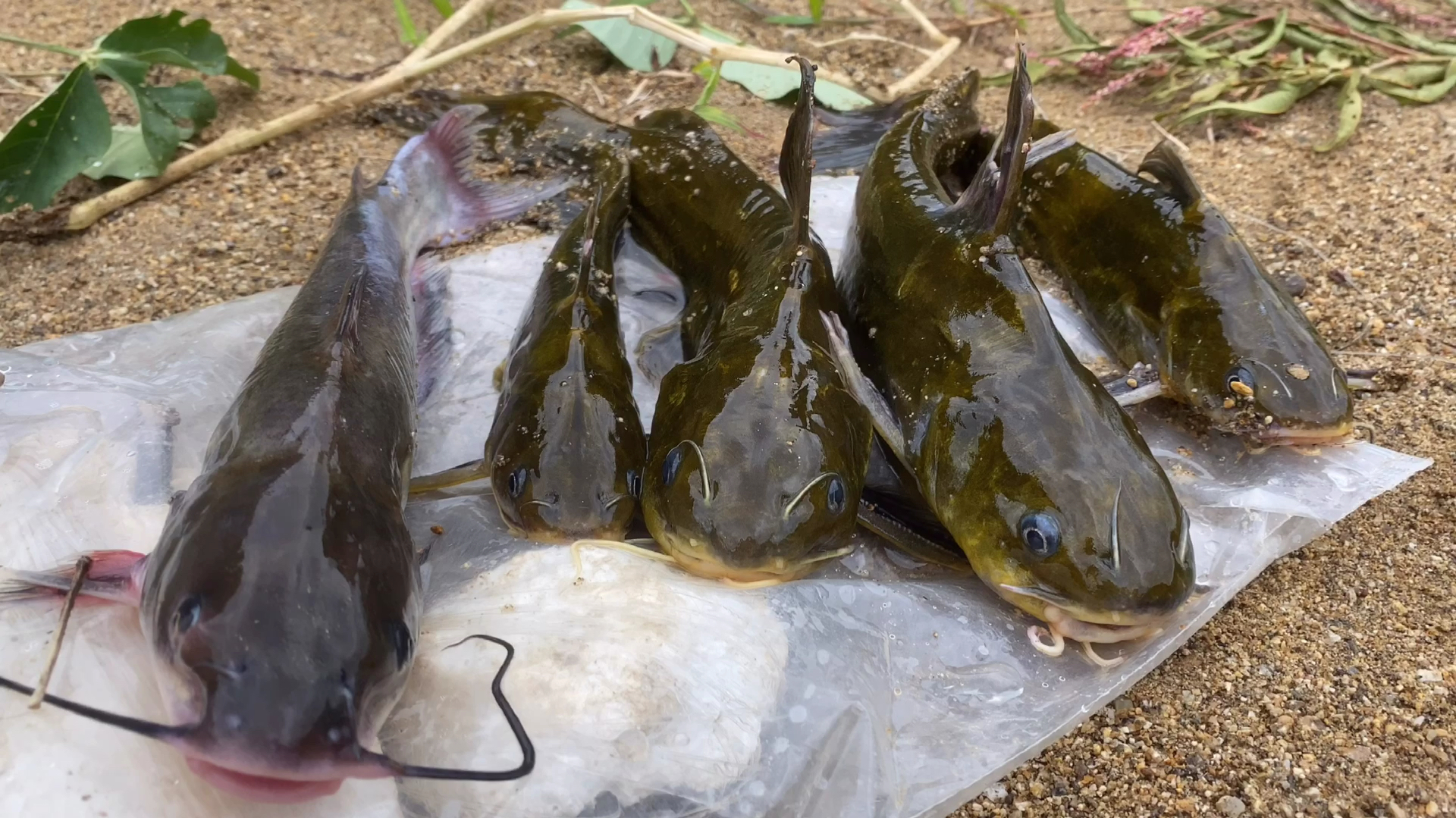 小伙到江边钓鱼,意外捕获一条白里透红的黄辣丁,你见过吗