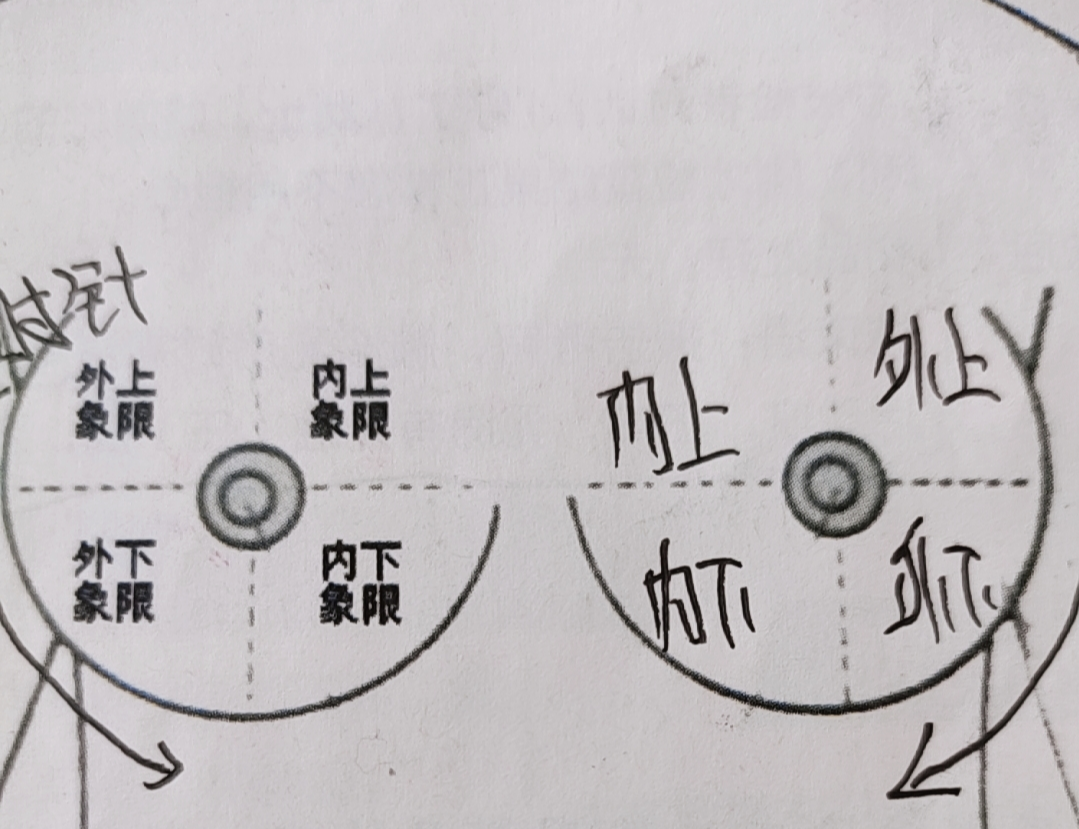 乳房四个象限平面图图片