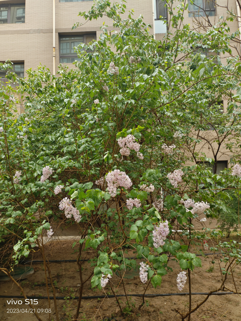 雨后清爽的早晨,万物生机盎然!