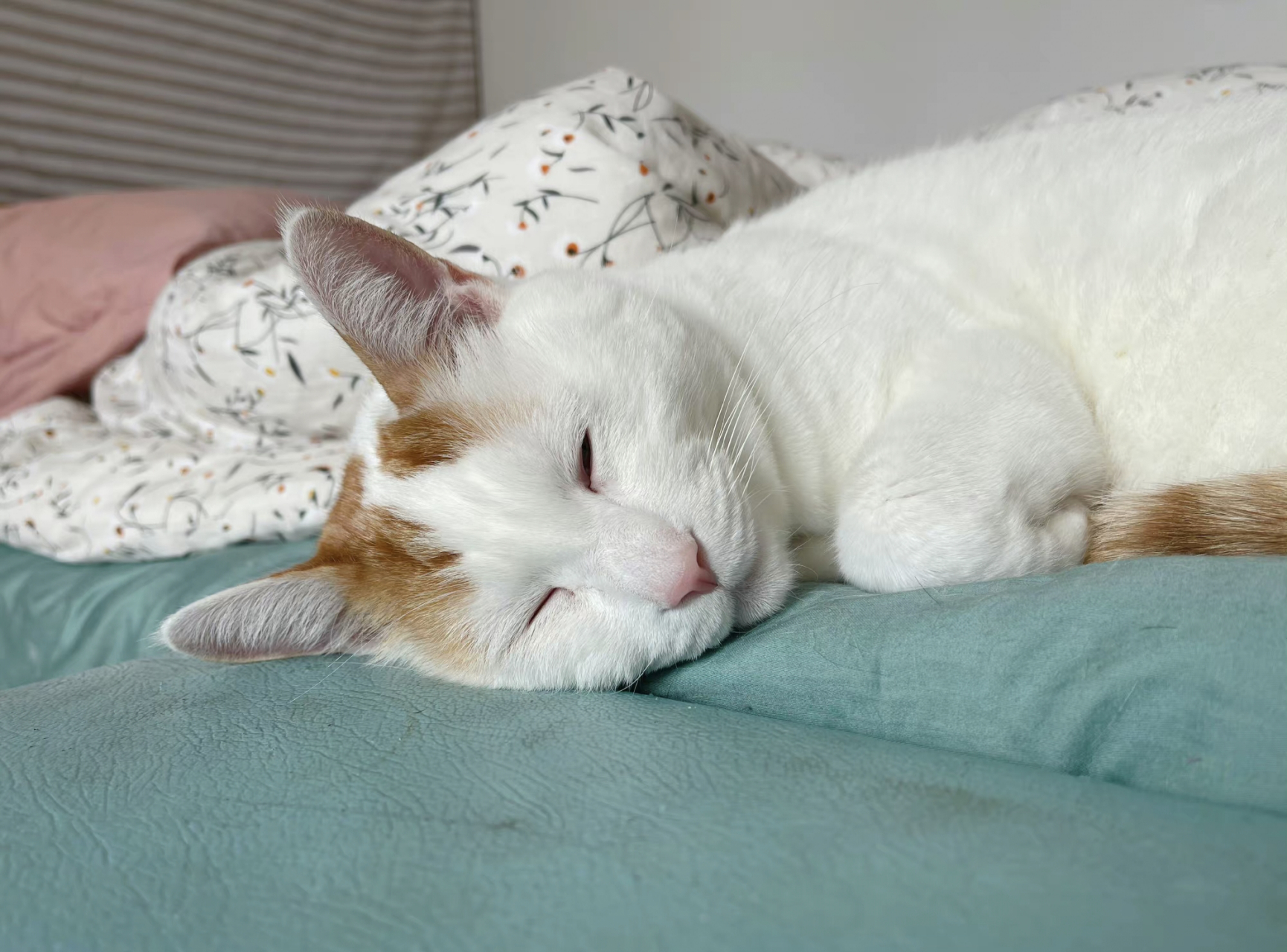 累完犊子了小猫趴着图图片