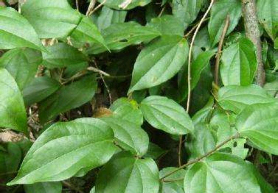 学识《中华本草》海风藤