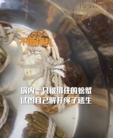 女子买了几只螃蟹放盆里 靠近后意外拍下绝望一幕