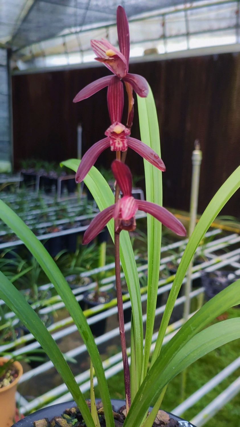 建兰墨宝开品照