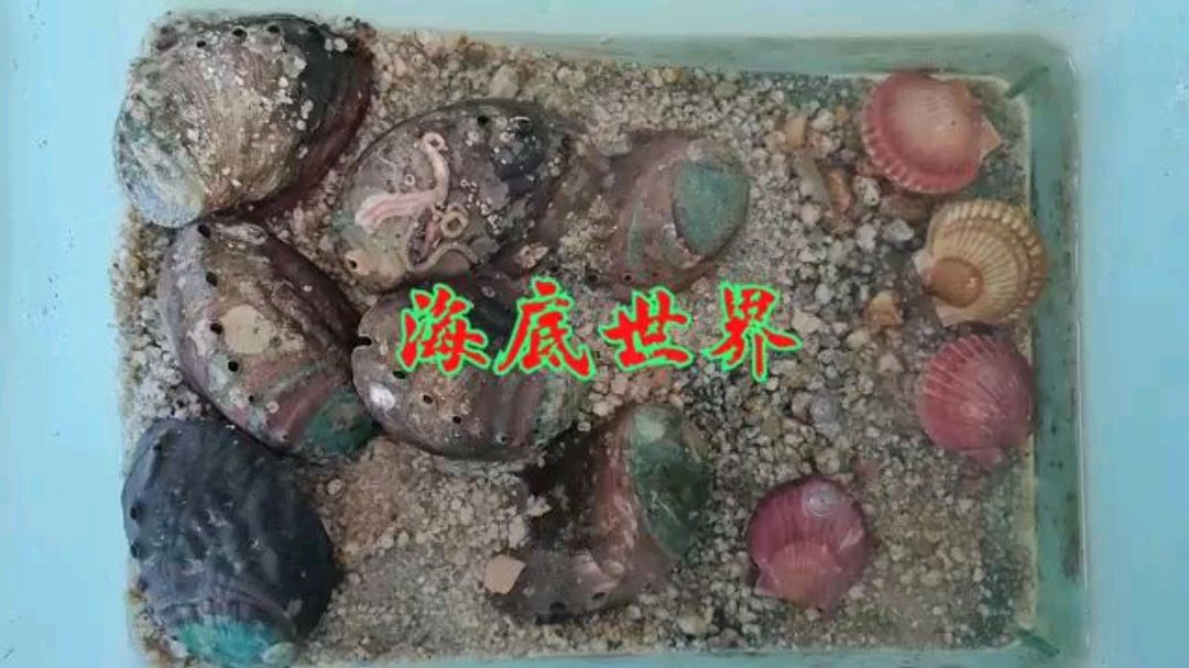 这种螃蟹养不活?余月养了27天,好好的又放进4个扇贝,能行吗?