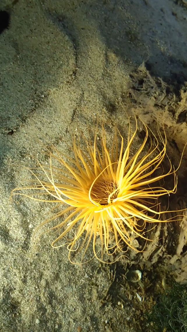 千手佛海葵,橙芯橙须,除了具有千手佛的好养特质,白光和无光下差别大