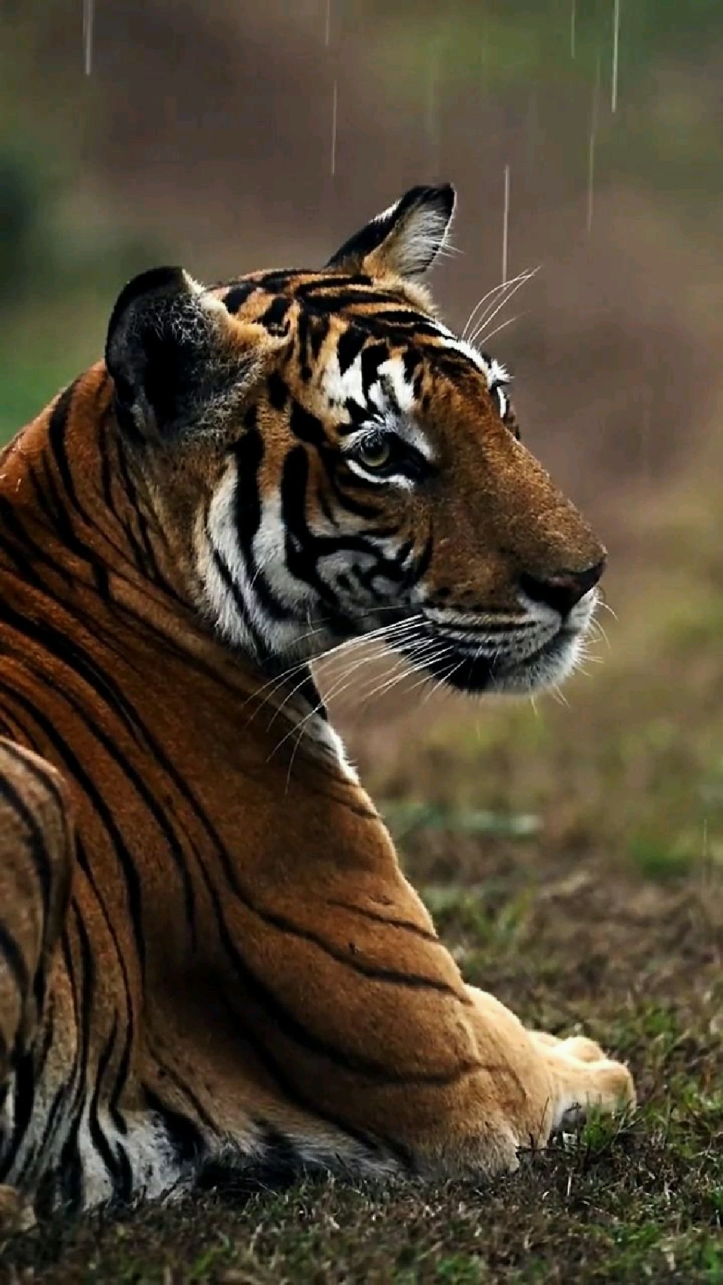 1014_1802竖版 竖屏