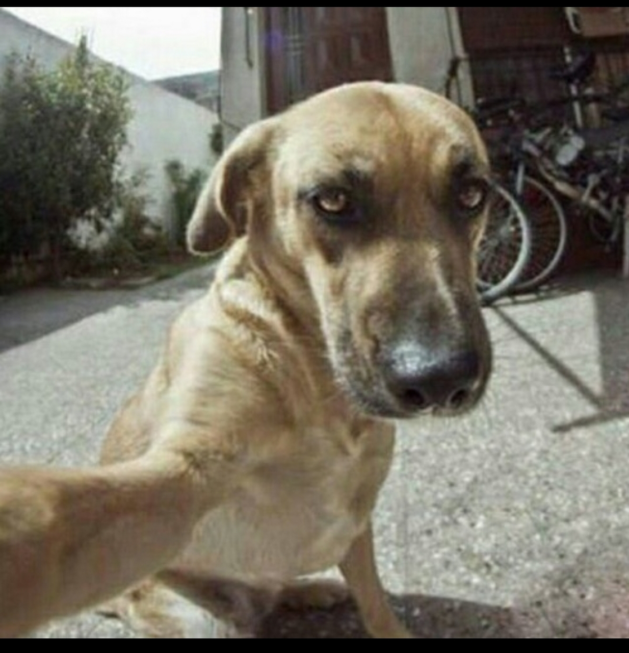 来张自拍,表情要严肃!