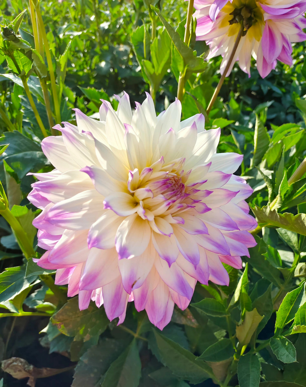 临洮花卉·大丽花        临洮县地处陇西盆地西缘,青藏高原以东,甘肃