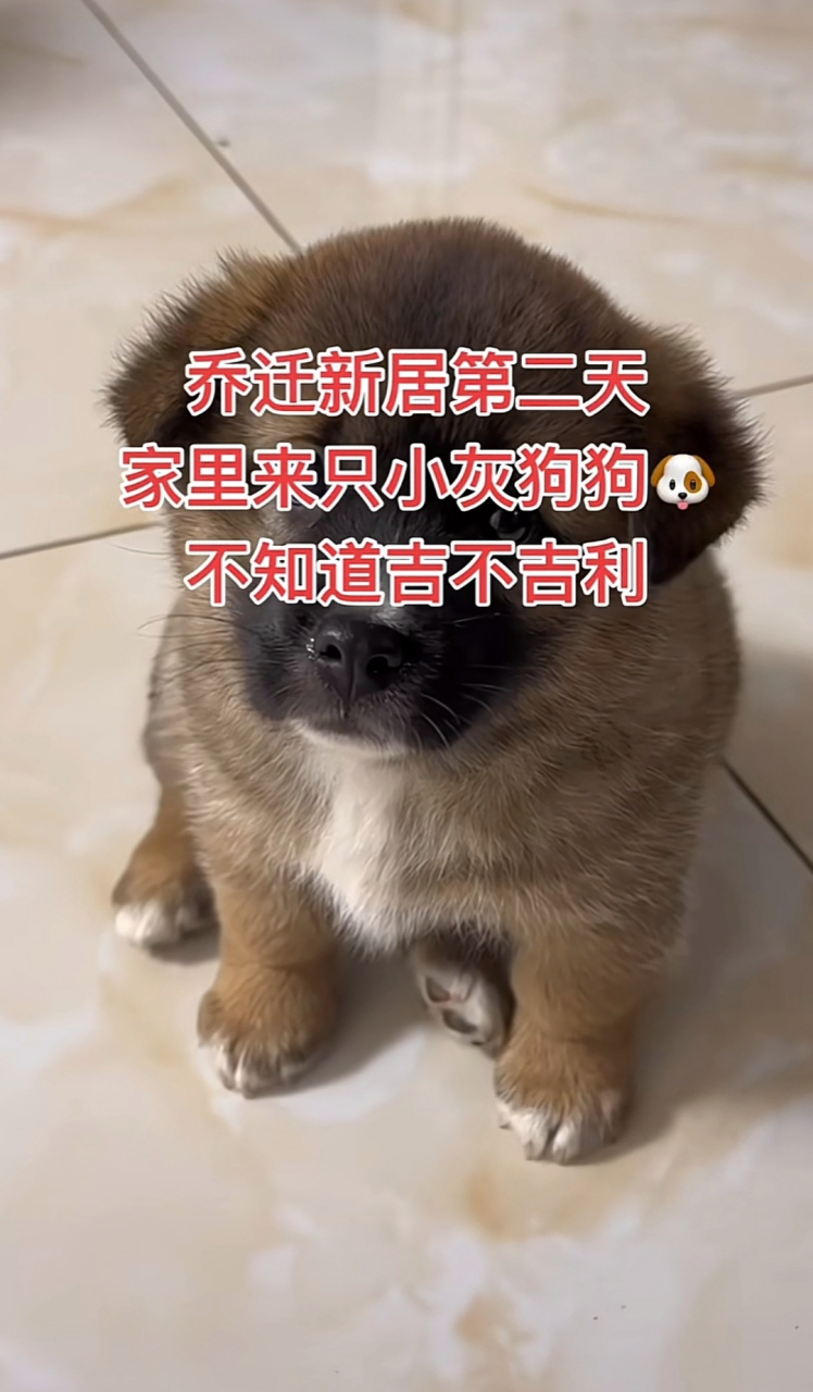 湖北的说法是: 猪来穷,狗来富.新居来财,是好兆头!好好爱护它