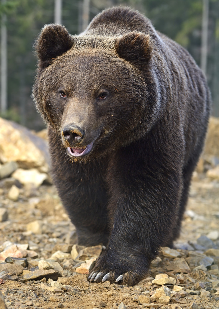 发情的公熊,用暴力手段,无情地害死母熊