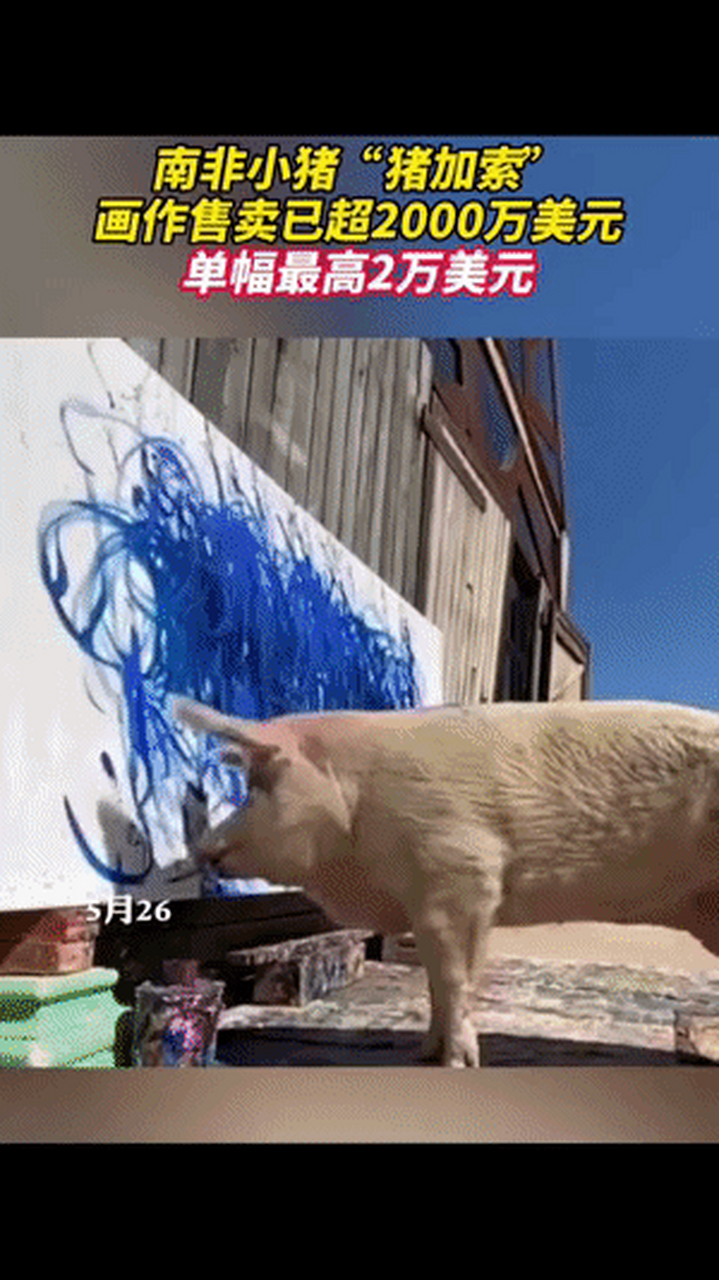 猪加索的作品水平图片