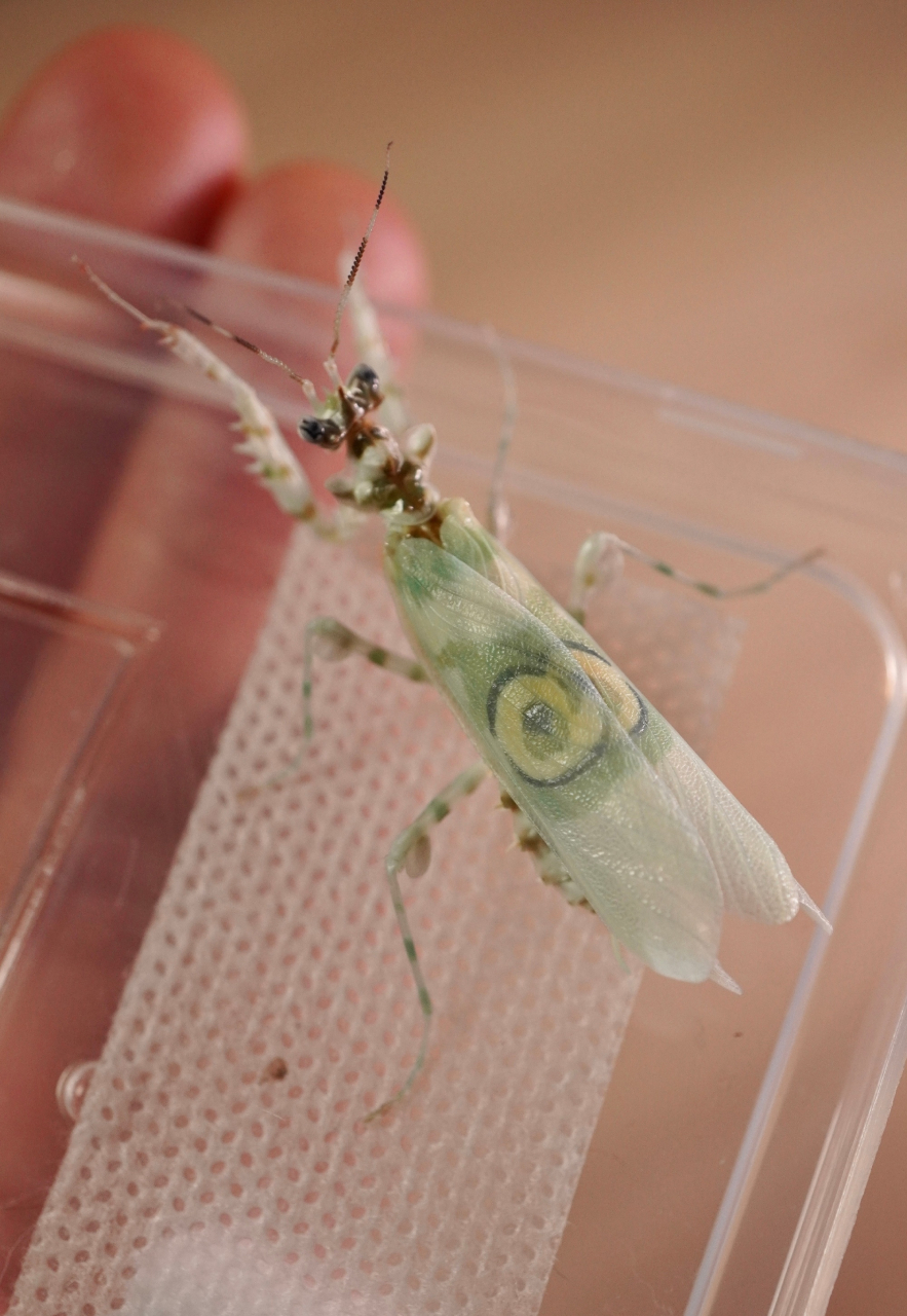 刺花螳螂小花花完成了它生命中最重要的一次蜕变,长出翅膀,告别翘着