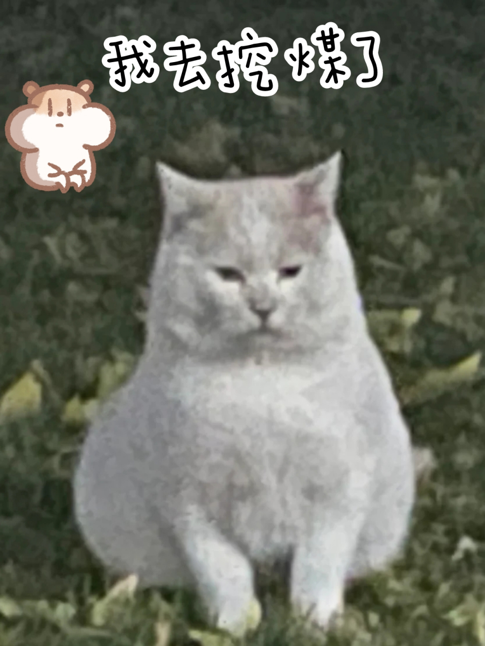 我去挖煤了 哈哈,快来看看这只挖煤的小猫咪哈哈,灰头土脸的,再配上