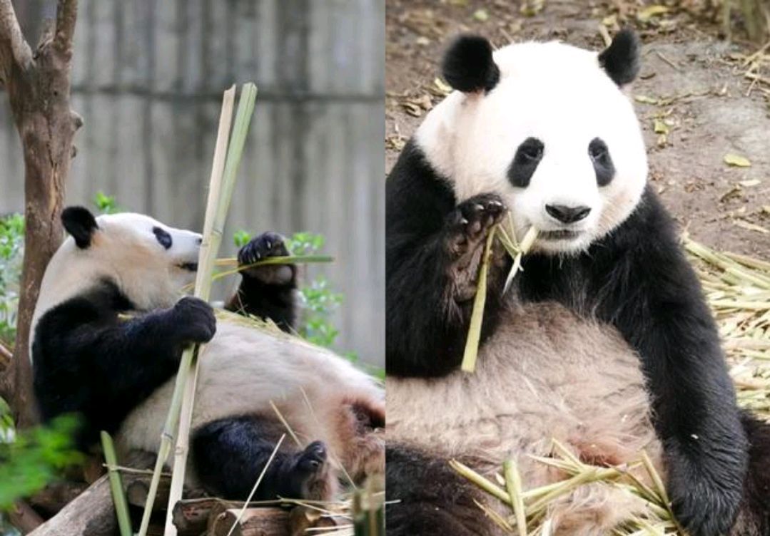 "外公熊"大熊猫"科比"的一生