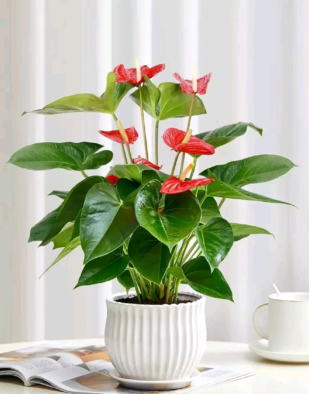 红掌花如何在家里的阳台上养护?