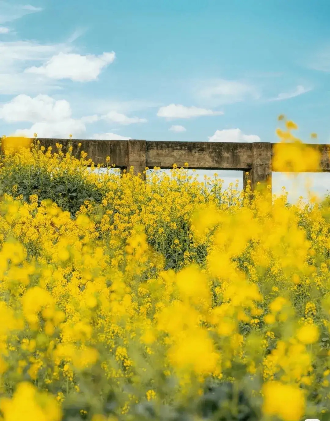 两河村油菜花图片