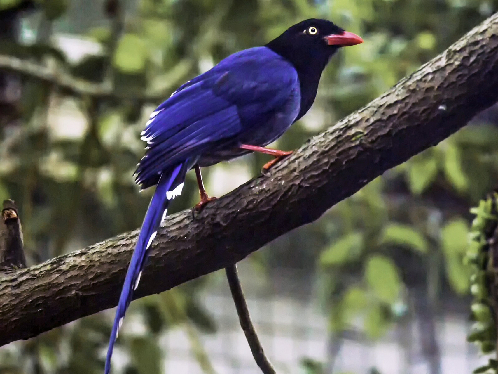 台湾蓝鹊,又叫长尾山娘,是一种体型较大的深蓝色鸟类