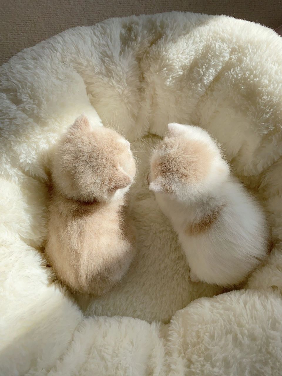 哈哈哈,好可爱的两只小猫咪啊,感觉它们在讲悄悄话![大笑]#猫咪