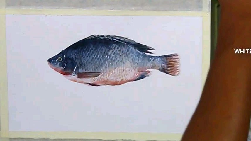 一条有故事的鱼,水彩教学